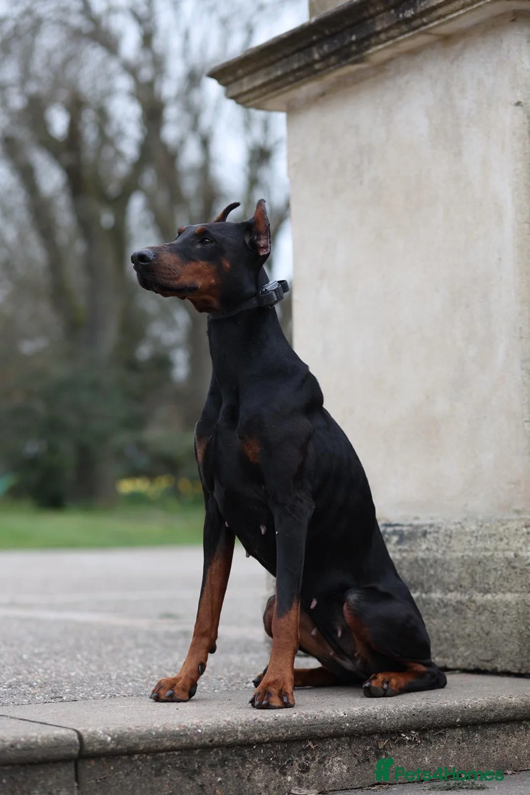 Mixed Breed dogs for sale: 15 Doberman Puppies - WORKING/SPORT HOMES!!! in North Shields - Advert 2