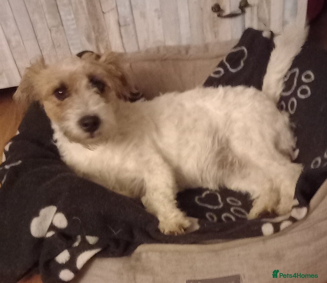 Mixed Breed dogs for sale: Wire Fox X Parsons Jack Russell Puppies for Sale - Advert 5