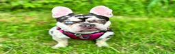 French Bulldog dogs for stud: Stud Wanted for Black & Tan Merle - No Merles in Birmingham - Advert 6