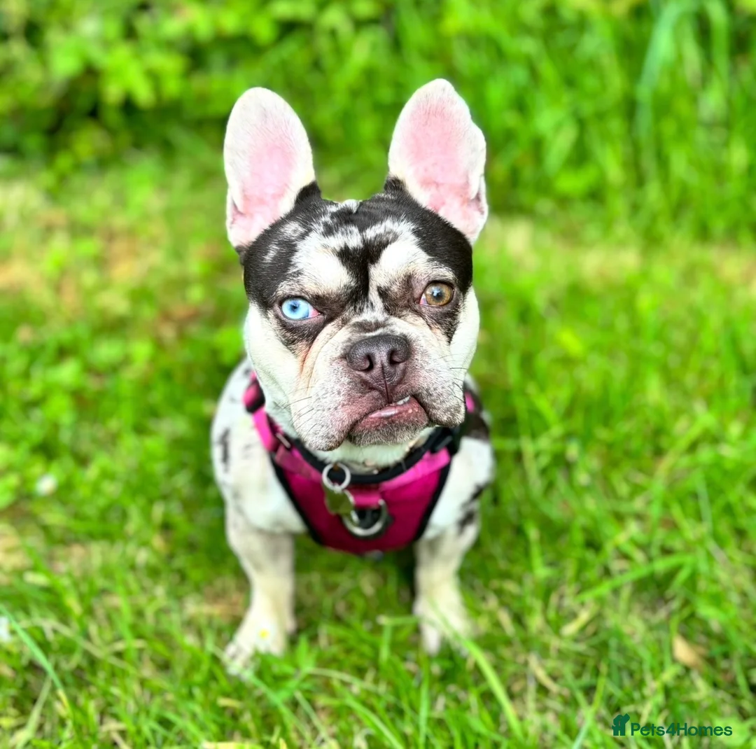 French Bulldog dogs for stud: Stud Wanted for Black & Tan Merle - No Merles in Birmingham - Advert 6