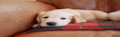 Golden Retriever Puppy 4