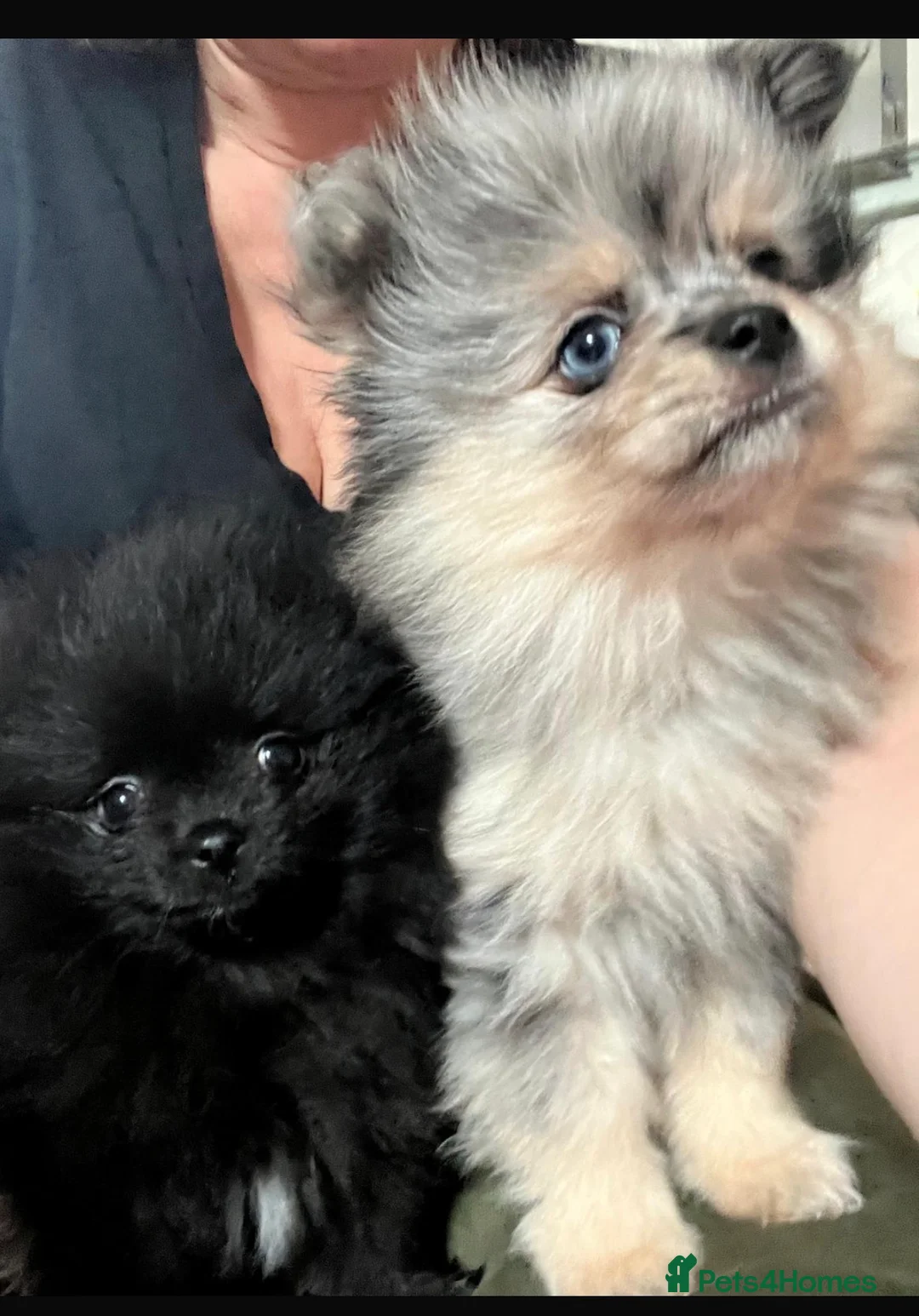 Pomeranian dogs for sale: 🐾 Adorable Teddy Pomeranian Puppies  🐾 - Advert 2