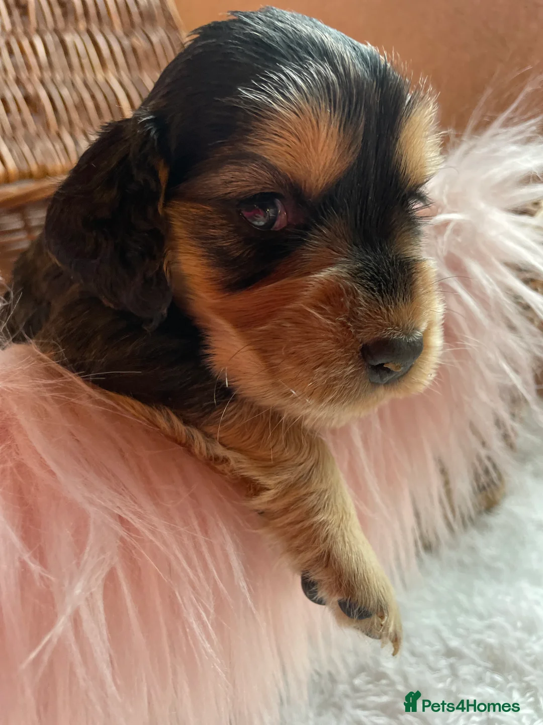 Mixed Breed dogs for sale: V.RARE ! Miniature GOLDEN RETRIEVERS(Dakota sport) - Advert 10