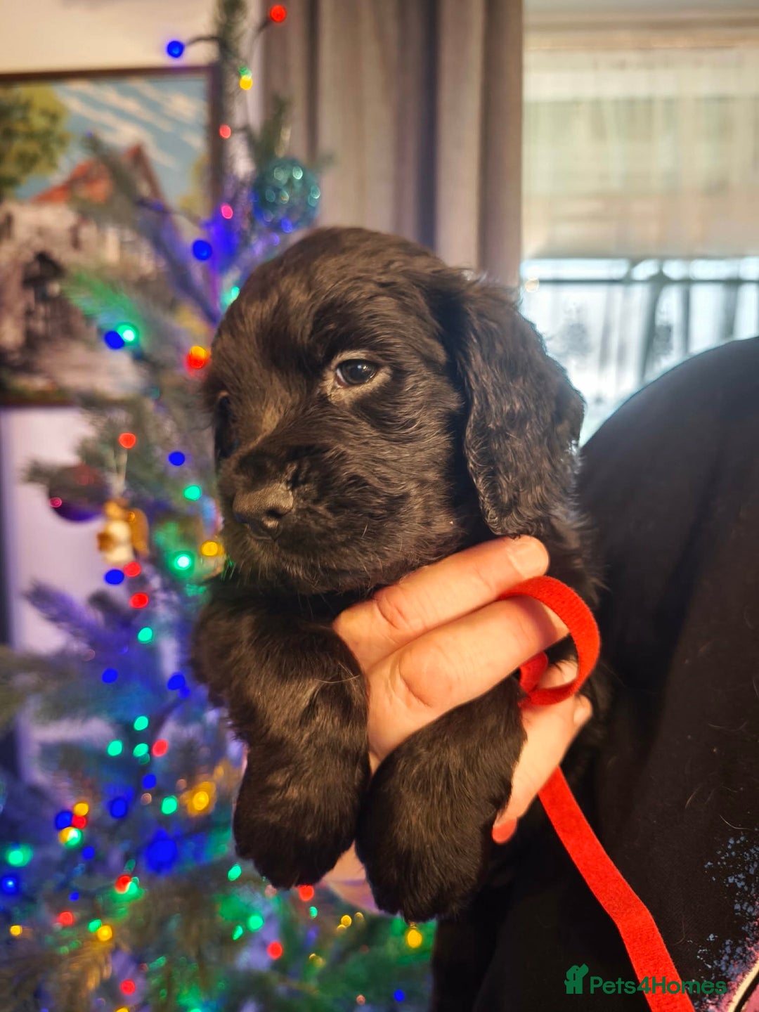 Cocker Spaniel dogs for sale: 💛 Cocker Spaniel Puppies - Ready 4th January 💛 - Advert 5