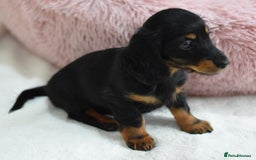 Miniature Dachshund dogs for sale: Gorgeous Longhair Miniature Dachshund Girls - Image 8