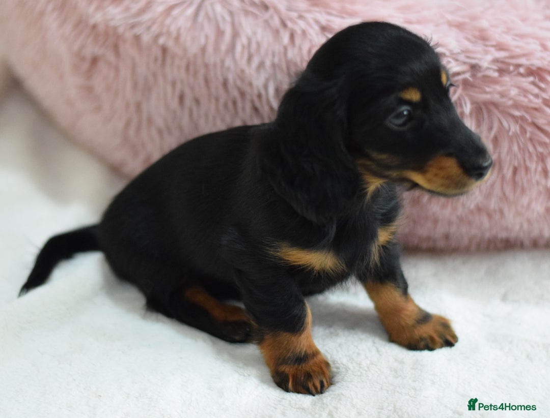 Miniature Dachshund dogs for sale: Gorgeous Longhair Miniature Dachshund Girls - Image 8