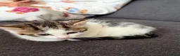 Mixed Breed cats for sale: Beautiful kittens  - Advert 10