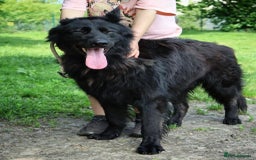 German Shepherd dogs for adoption: 💙AXEL💙-A True Gentleman Looking for Home  - Image 2
