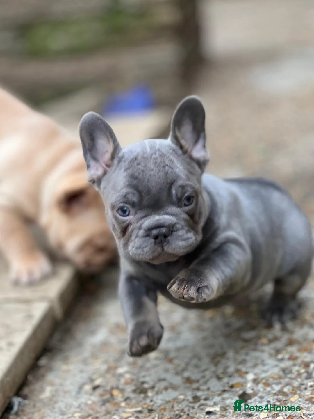 French Bulldog dogs for sale: Frenchies fluffy  in Hounslow - Advert 5