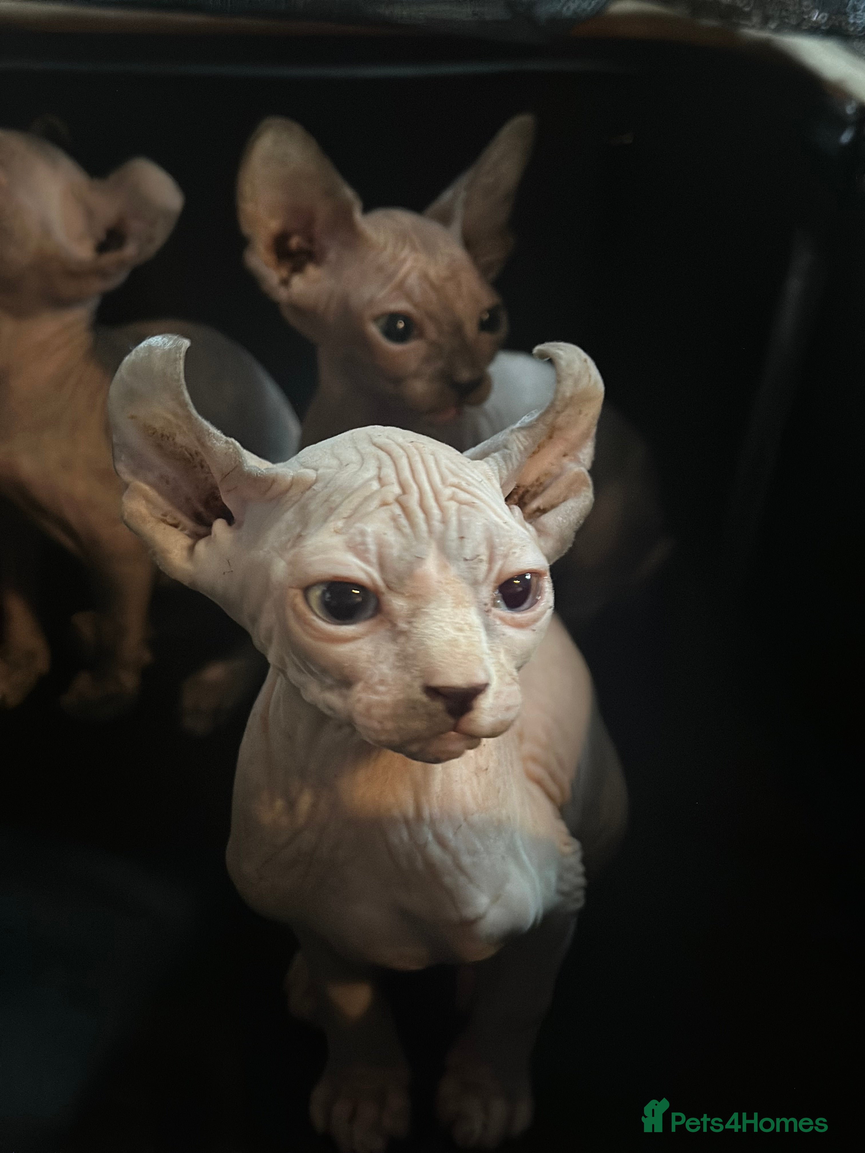 Sphynx cats ready to go now!! loving sphynx kittens  - Advert 5