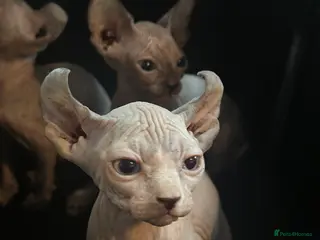 Sphynx cats ready to go now!! loving sphynx kittens - Advert 5