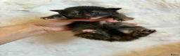 Mixed Breed cats for sale: Mixed breed kittens 🤎🩶🖤🧡 - Advert 4