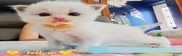 Ragdoll cats for sale: 6 beautiful pure ragdoll kittens in Bishop's Stortford - Advert 6
