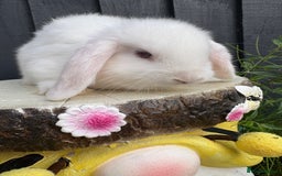 Mini Lop rabbits for sale: Mini lop baby bunny rabbits  - Image 7