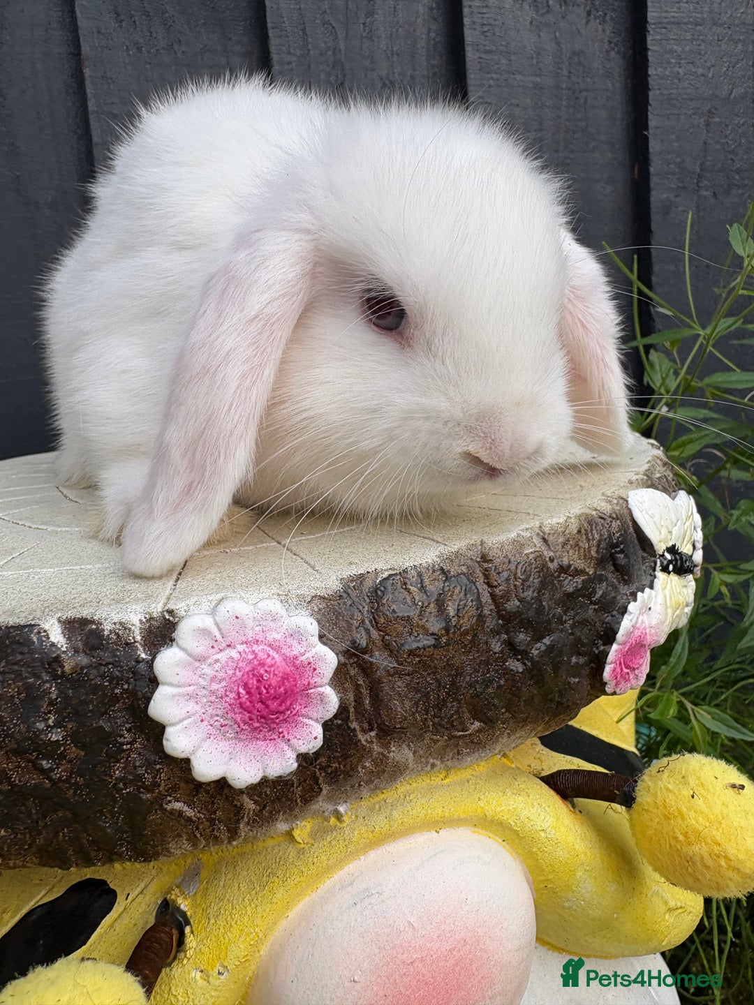 Mini Lop rabbits for sale: Mini lop baby bunny rabbits  - Image 7