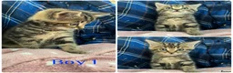 Mixed Breed cats for sale: Gorgeous kittens for sale - Advert 6