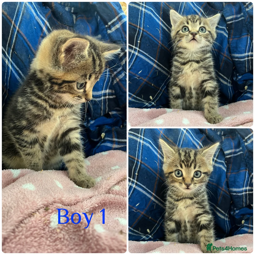 Mixed Breed cats for sale: Gorgeous kittens for sale - Advert 6