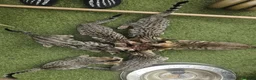 Bengal cats for sale: Bengal mix - Advert 5