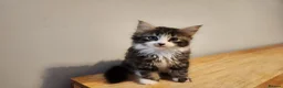 Mixed Breed cats for sale: 3 beautiful kittens - Advert 13