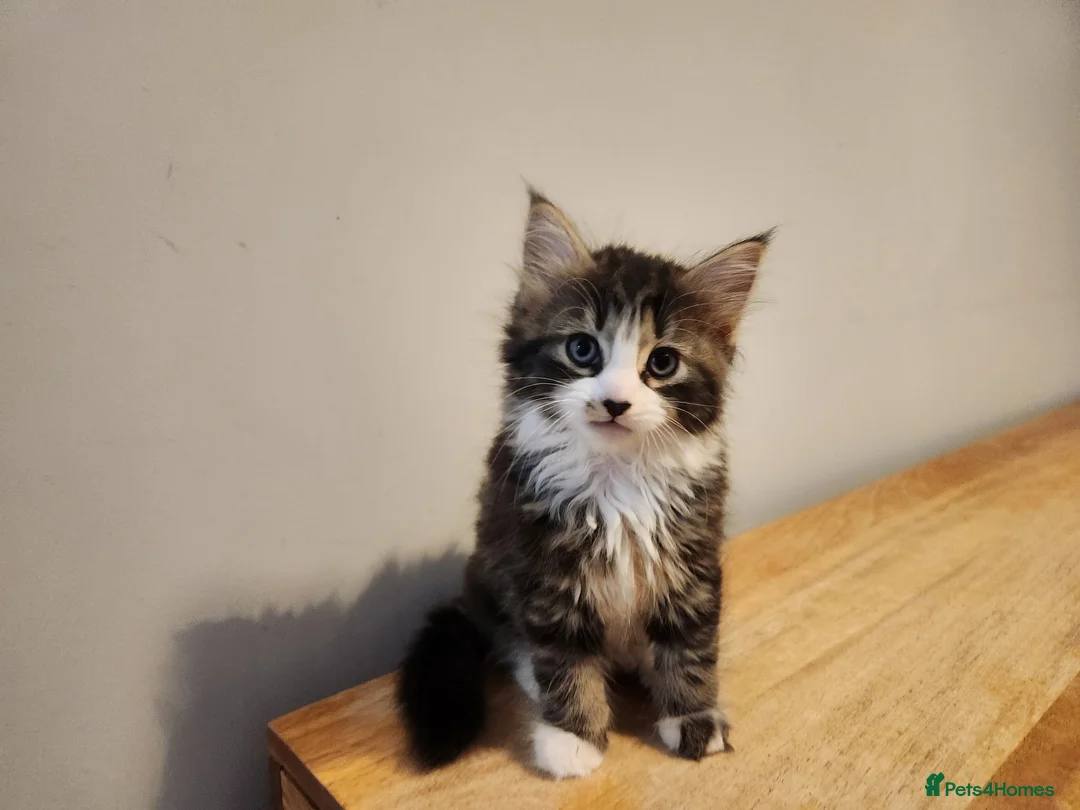 Mixed Breed cats for sale: 3 beautiful kittens - Advert 13