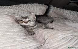 Maine Coon cats for sale: Maine coon x shorthair kittens available  - Image 1