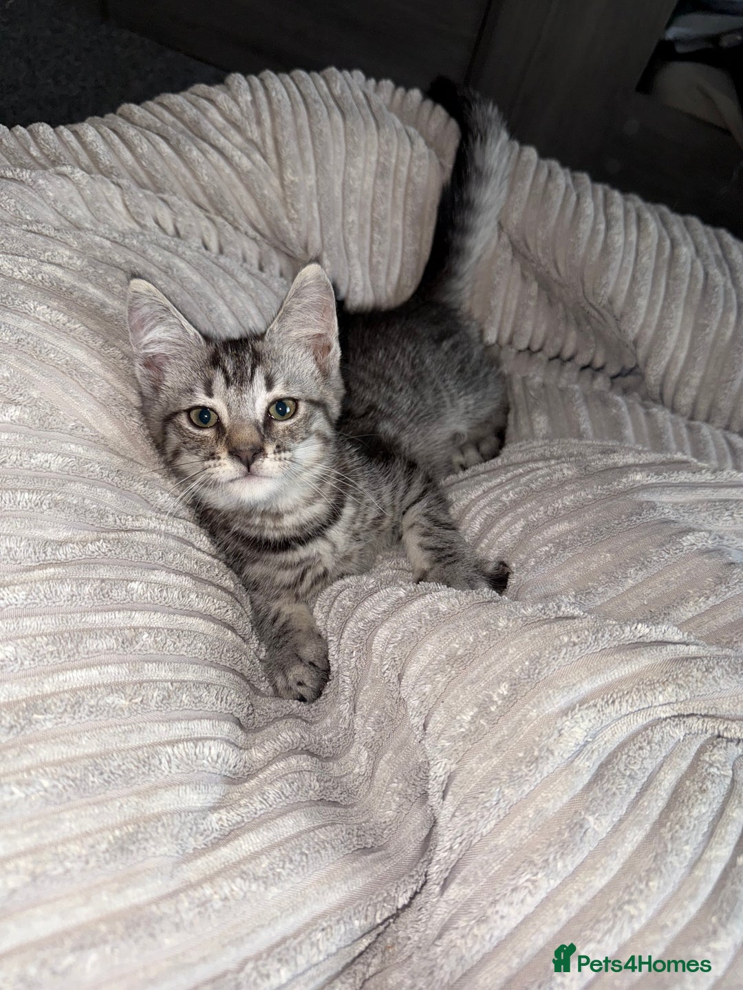 Maine Coon cats for sale: Maine coon x shorthair kittens available  - Image 1