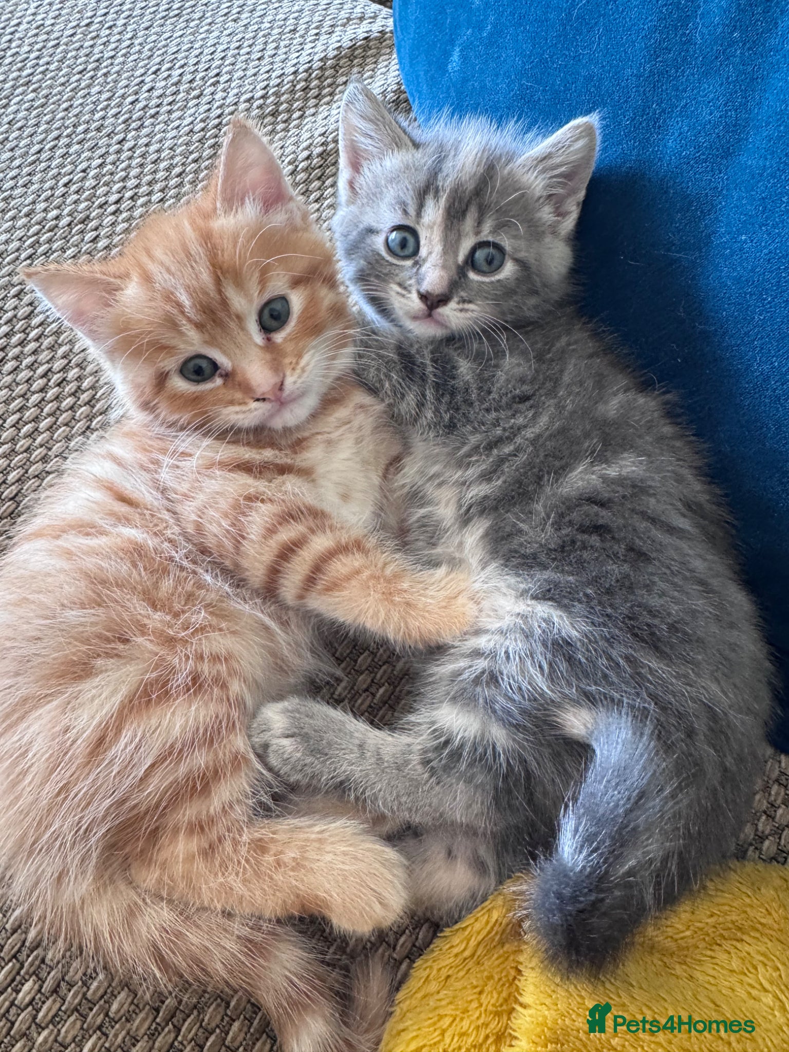 Mixed Breed cats Gorgeous fluffy affectionate kittens  - Advert 1