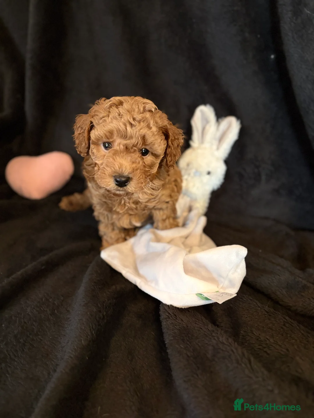 Cavapoochon dogs for sale: Gorgeous Therapy puppies  - Advert 7