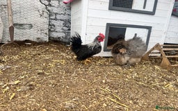 Chickens poultry for sale: Silkied Serama & Blue Silkie Roosters - Advert 7