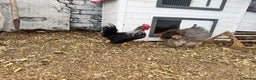 Chickens poultry for sale: Silkied Serama & Blue Silkie Roosters - Advert 7