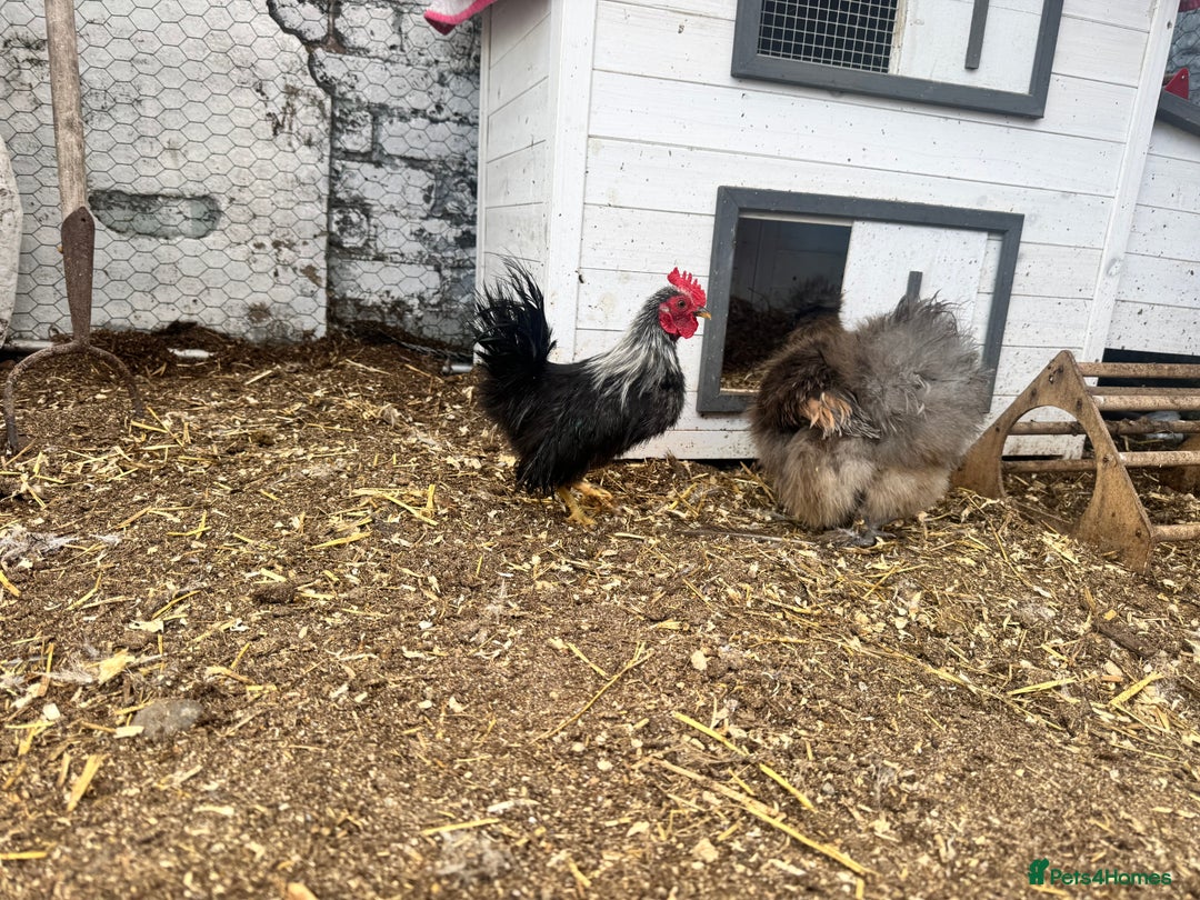 Chickens poultry for sale: Silkied Serama & Blue Silkie Roosters - Advert 7