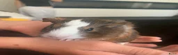 Guinea Pig rodents for sale: Beautiful Guinea pigs - Advert 3