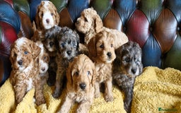 Cavapoo dogs for sale: Gorgeous f1b Cavapoo puppys.Health tested parents  - Image 30