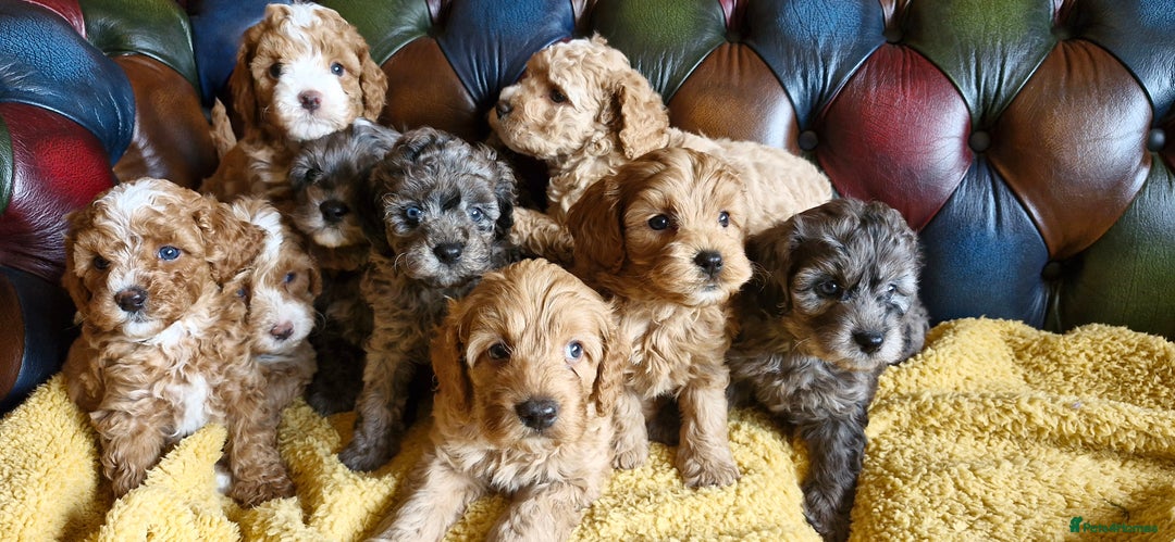 Cavapoo dogs for sale: Gorgeous f1b Cavapoo puppys.Health tested parents  - Image 30