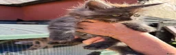 Maine Coon cats for sale:  8 Beautiful Maine Coon Kittens in Dunmow - Advert 11