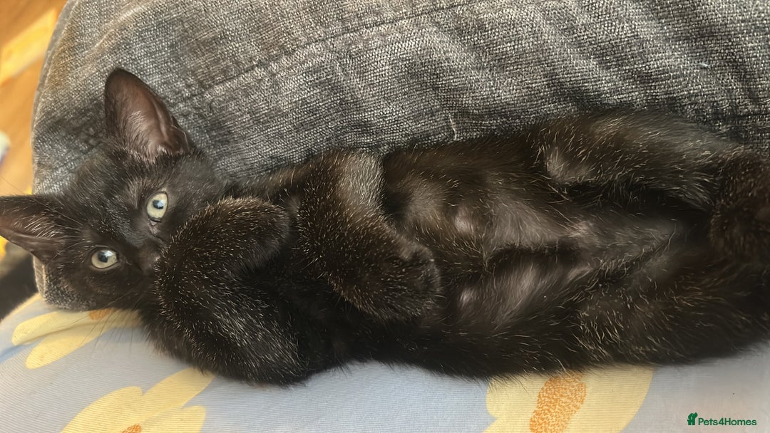 Mixed Breed cats for sale: Mixed litter of kittens - Image 9