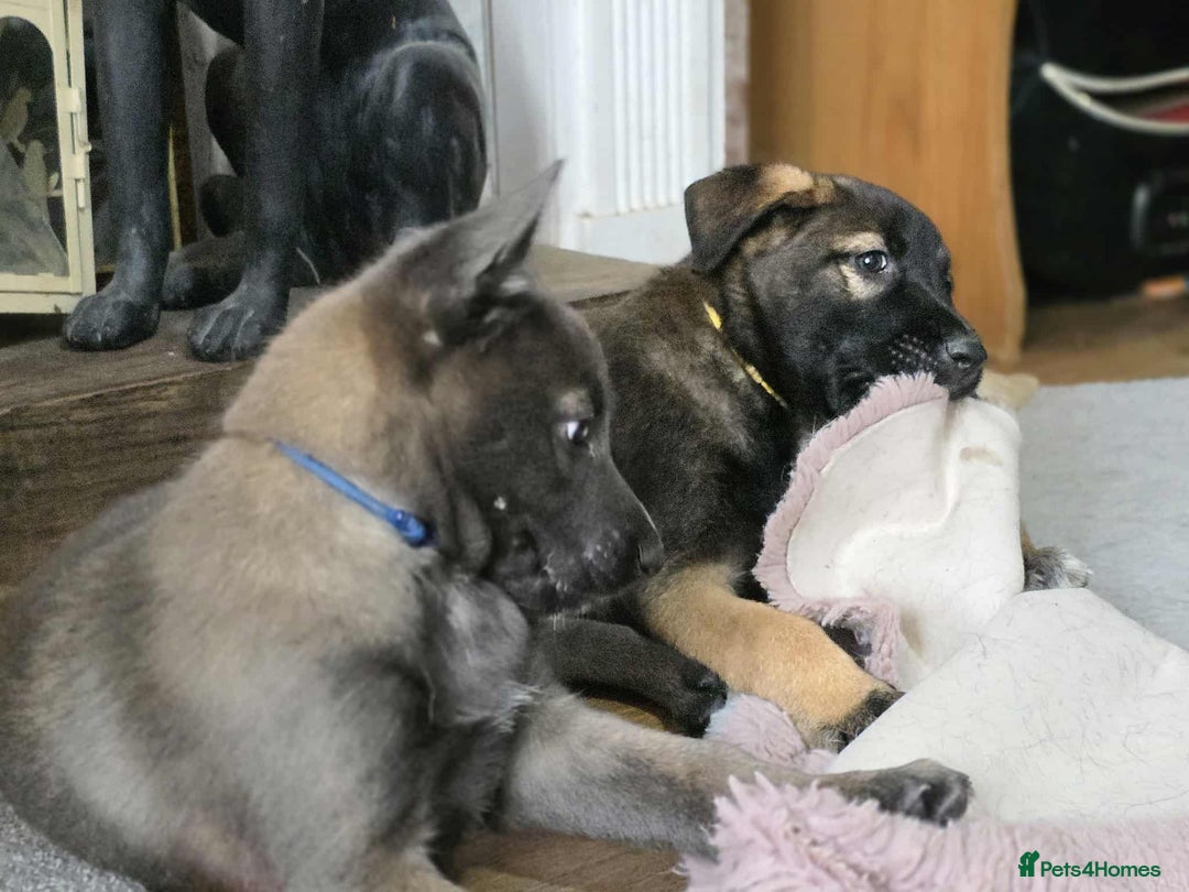 Mixed Breed dogs for sale: Belgian malinois x German shepherd puppies - Image 25