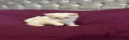 British Shorthair cats for sale: Gccf British Shorthair kittens  - Advert 10