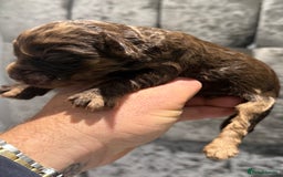 Cockapoo dogs for sale: Beautiful chocolate merle cockapoos  - Image 5
