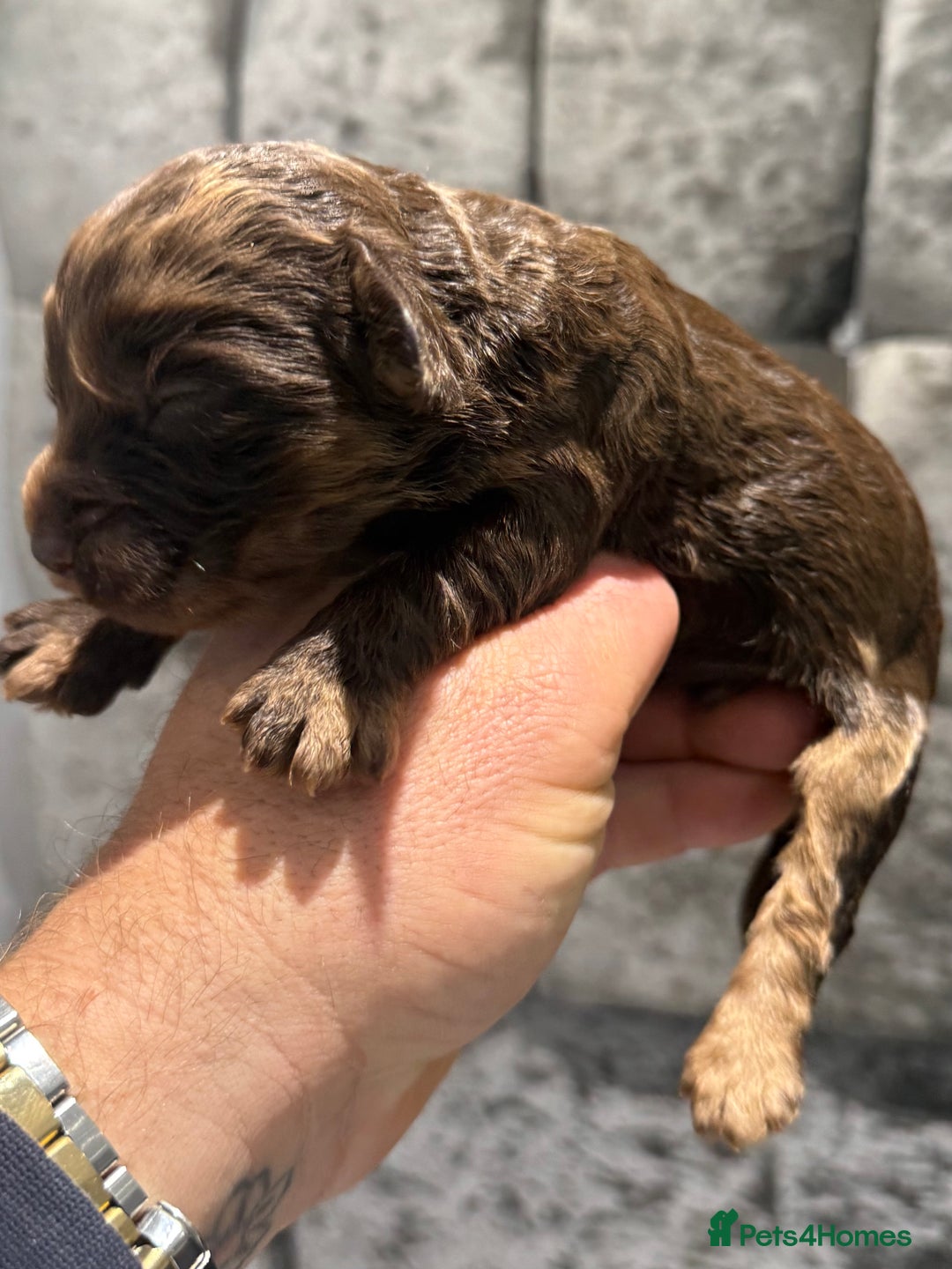 Cockapoo dogs for sale: Beautiful chocolate merle cockapoos  - Image 5