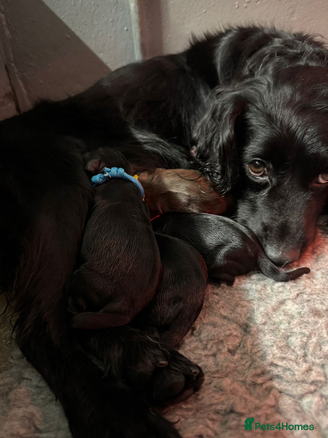 Cocker Spaniel dogs for sale: Gorgeous Cockers  - Farlavale x Muzmurray - Advert 4