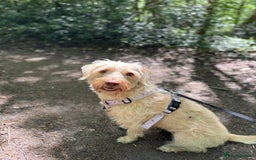 Labradoodle dogs for sale: Miniature Labradoodle - Image 4