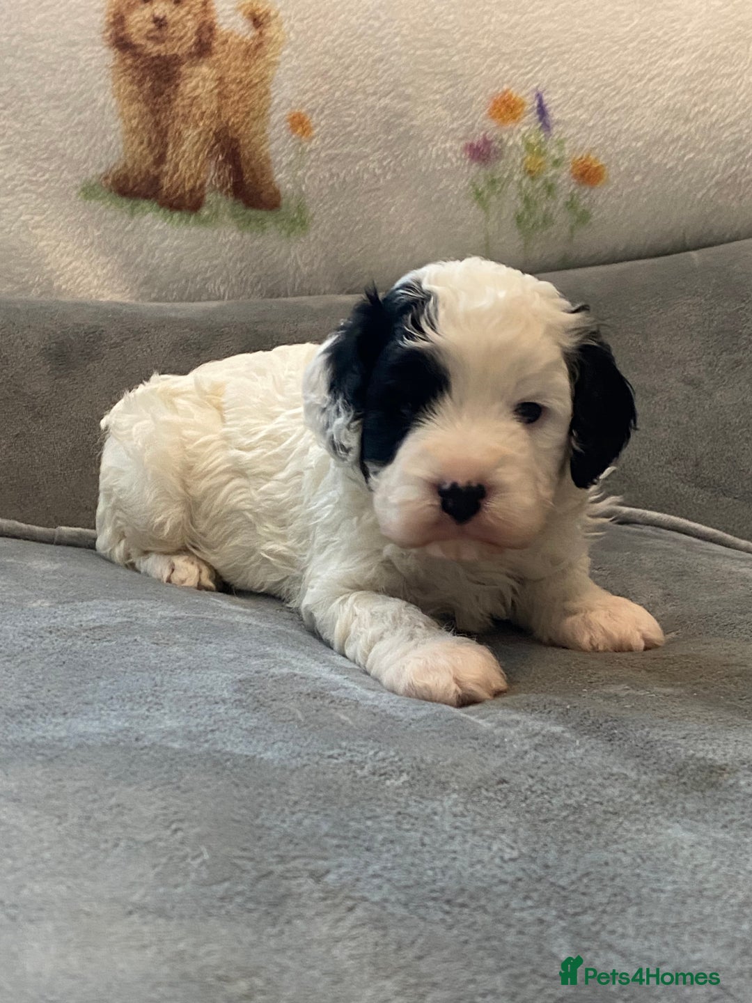 Cavapoo dogs for sale: Super cute, health tested, friendly Cavapoo pups  - Image 5