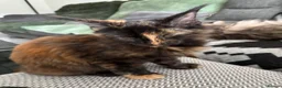 Maine Coon cats for sale: 2 girls remaining, stunning colours - Advert 4