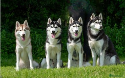 Siberian Husky dogs for sale: Kc reg Siberian husky pups due end of sept  - Image 11