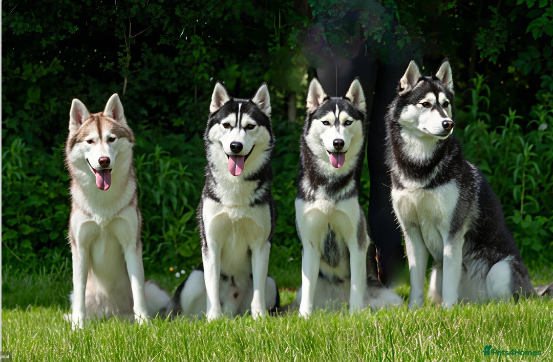 Siberian Husky dogs for sale: Kc reg Siberian husky pups due end of sept  - Image 11