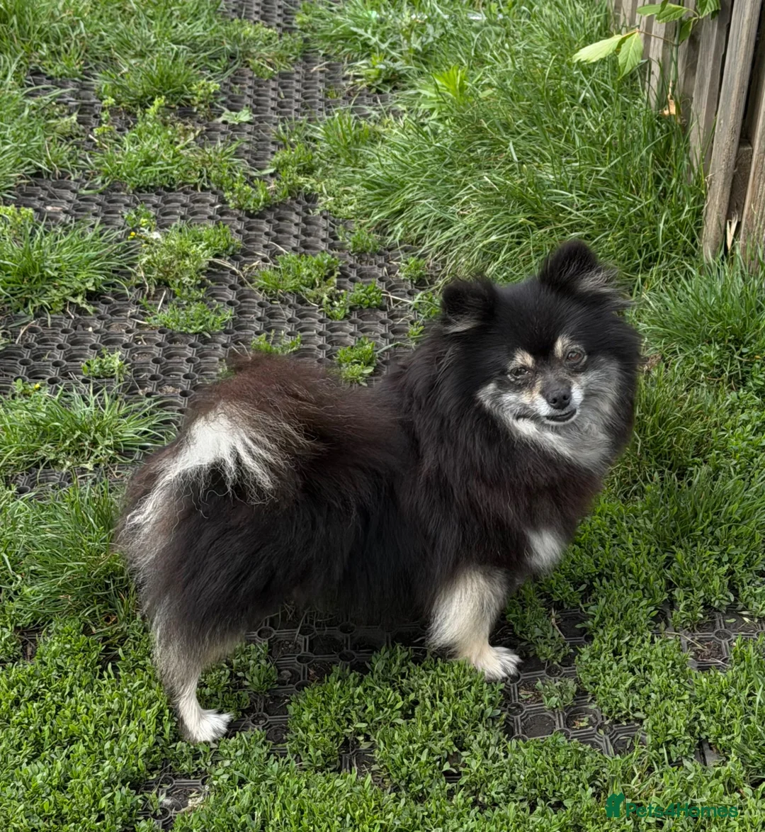 Pomeranian dogs for sale: KC Registered Boys and Girls - Advert 14