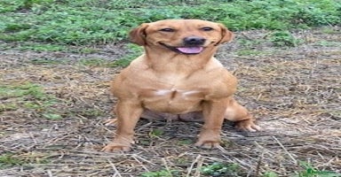 Labrador Retriever dogs - Advert 4