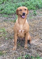 Labrador Retriever dogs - Advert 2