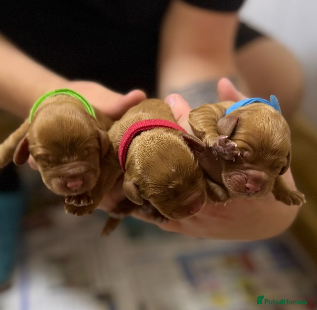 Cocker Spaniel dogs for sale: Beautiful KC Registered Cocker Puppies for Sale - Image 4